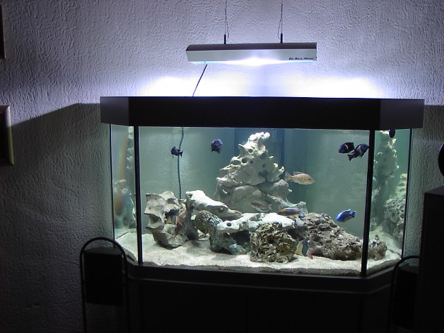 Licht im barschbecken - Aquarium Forum